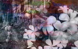 Plumeria Series: Pink