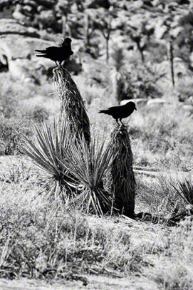 Crows on Cactus