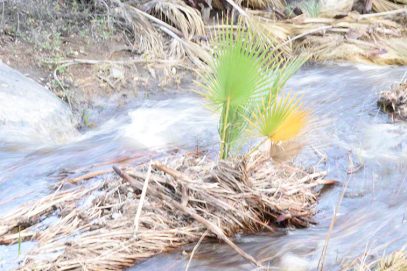 Wild Palm