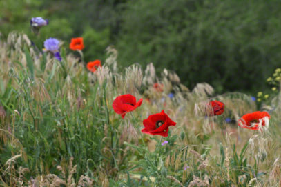 Red Poppies and Iris