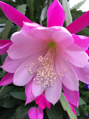 Pink Hanging Cactus