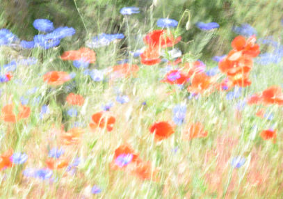 Scattered Poppies and Wildflowers