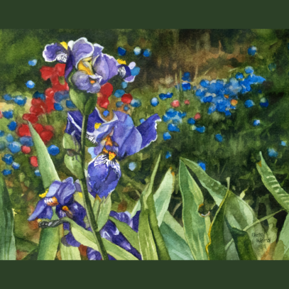 Iris,Cornflowers, Poppies