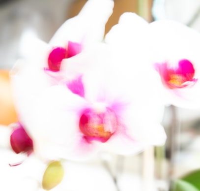 Morning Orchids