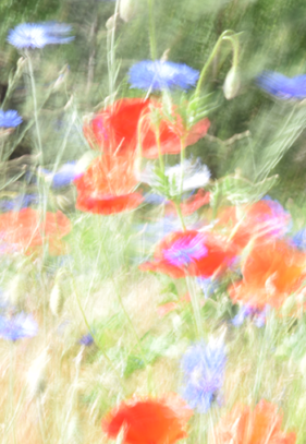 Poppies and Bachelors