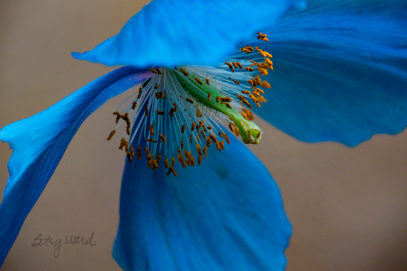 Blue Poppy