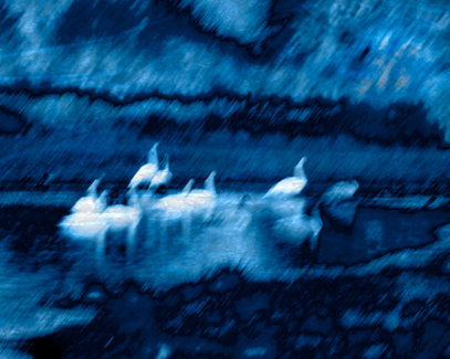 Blue Swans