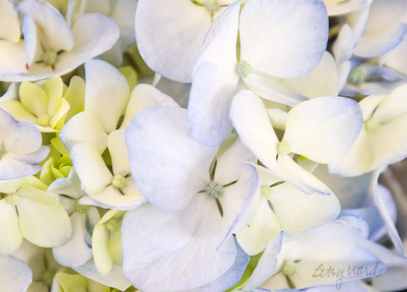 Hydrangea 2