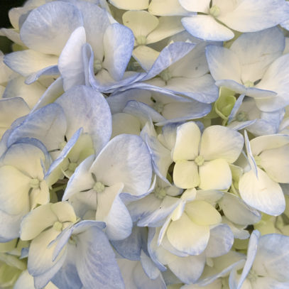 Hydrangea