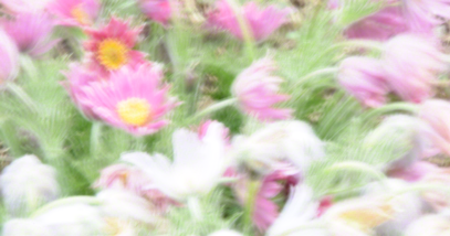 Pink Whispers