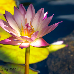 Hawaiian Water Lily
