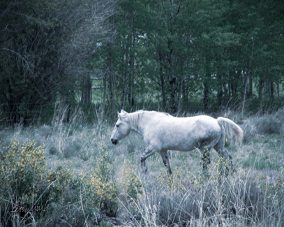 Dappled Horse