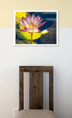 Lotus Framed