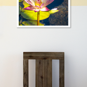 Lotus Framed