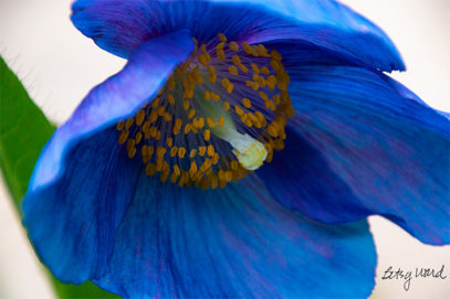 Dark Poppy