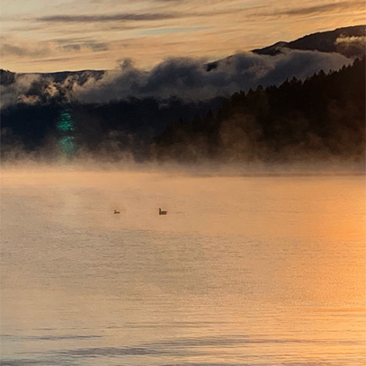 Geese in the Morning