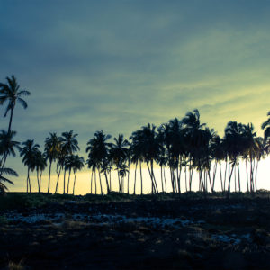 City of Refuge Palms at Sunset