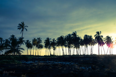 City of Refuge Palms at Sunset