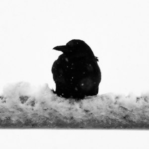Closeup Crow in Snow