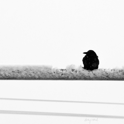 Crow in Snow