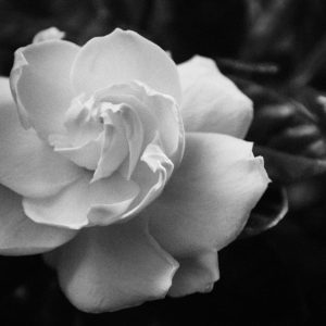 Gardenia in Black and White
