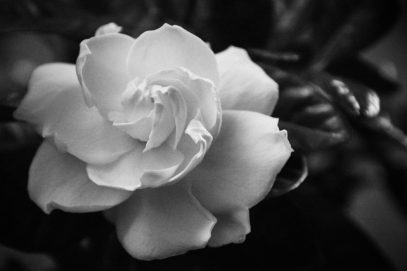 Gardenia in Black and White