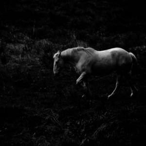 White Horse in Darkness