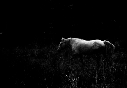 White Horse in Darkness II