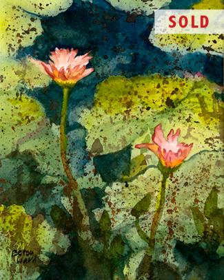 Pink Water Lily SOLD