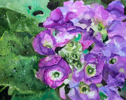 Early Hydrangea