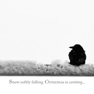 Snow Falling with Crow Holiday Card
