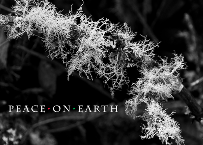 Peace on Earth with Lichen