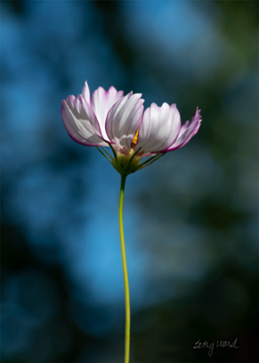 Stretching White and Pink Cosmos
