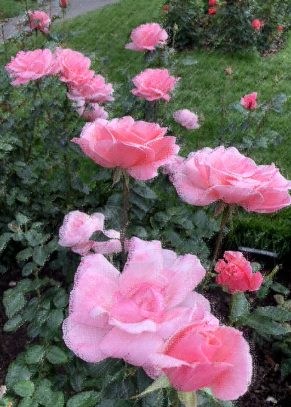 Pink Roses in a Cluster