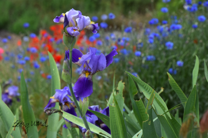 Purple iris and poppies