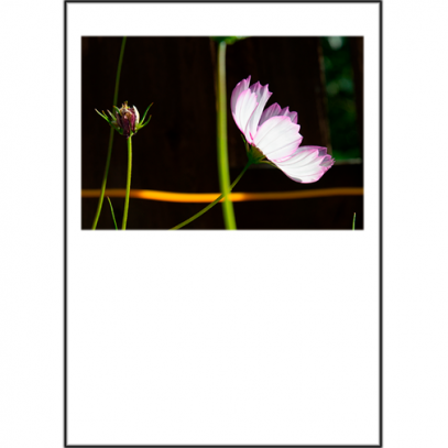 White Cosmos on the Side