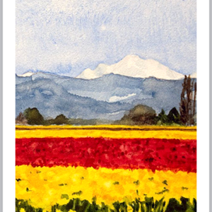 Yellow and Red Tulips Fields, 5x7 inches layout