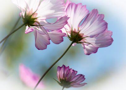 Cosmos looking to the sky