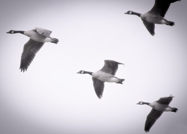 Four geese flying