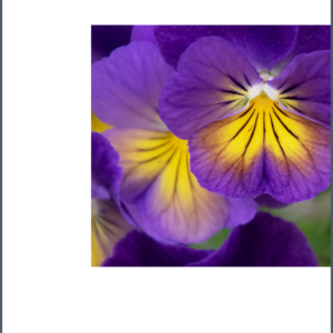 Pansy Right Side Layout