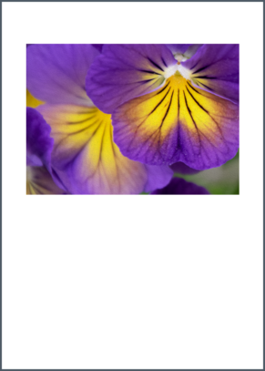 Pansy top center layout