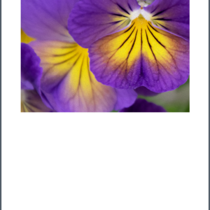 Pansy top center layout