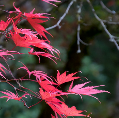 Red Maple Leaves