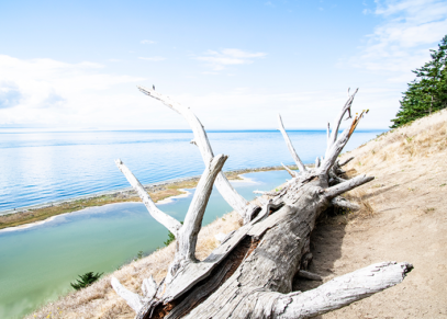 Driftwood