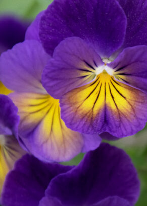 Purple pansies
