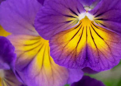 Purple Pansy